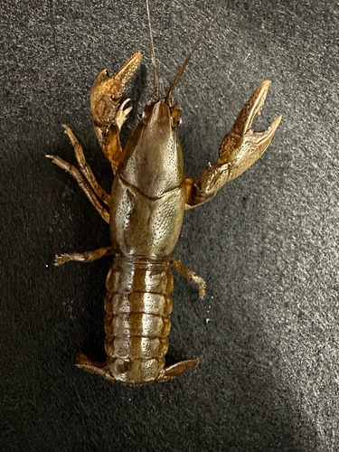 Digger Crayfish