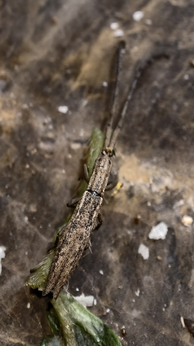 Tetraglenes hirticornis