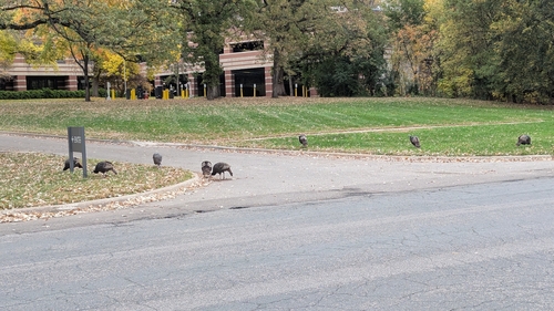 Wild Turkey