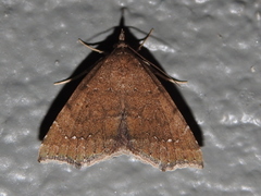 Focillidia