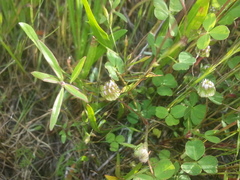Trifolium microdon