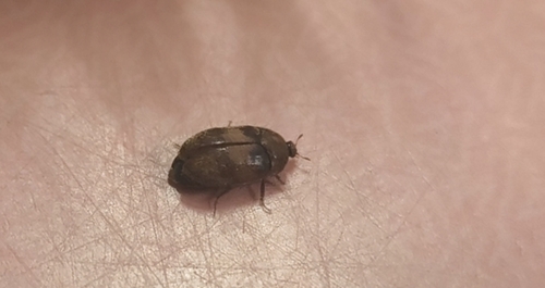 Attagenus fasciatus, 2026-10-14
