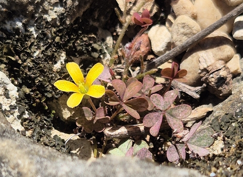 Creeping Woodsorrel