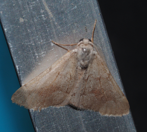 Adalbertia castiliaria