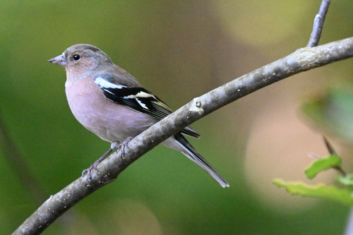 Common Chaffinch