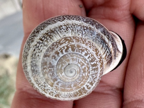 Milk Snail