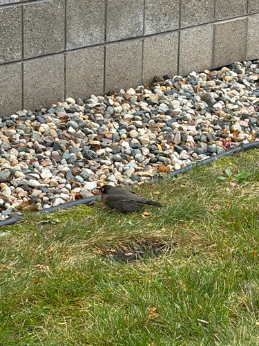 American Robin