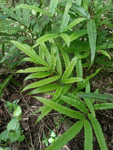 Pteris cretica observed 2026-10-13