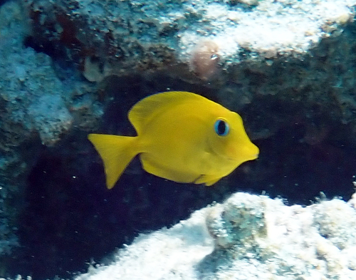 Ctenochaetus cyanocheilus observed 2026-10-13