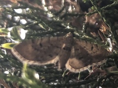 Eupithecia intricata