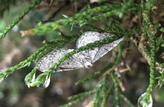 Eupithecia intricata