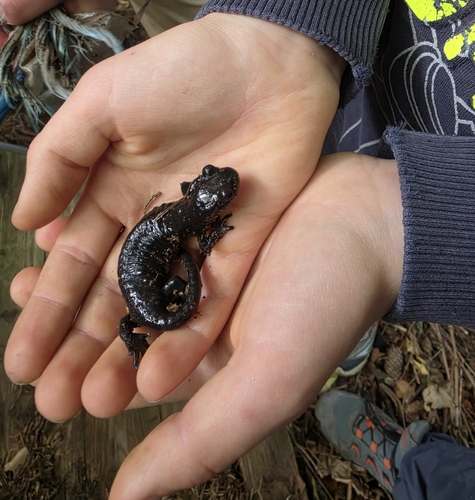 Alpine Salamander