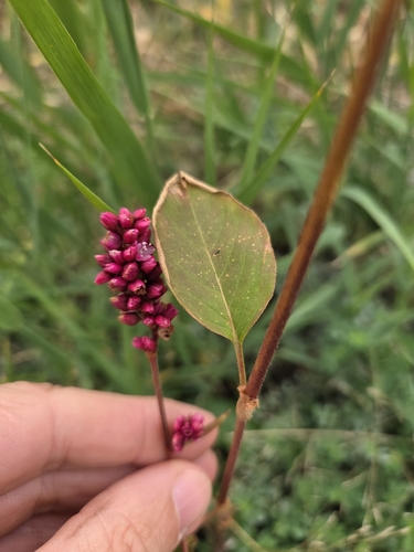 Persicaria orientalis observed 2026-10-14
