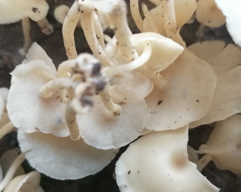 Lentinus flexipes · May 2020 · photo: © heimatlos (iNaturalist, cc0)
