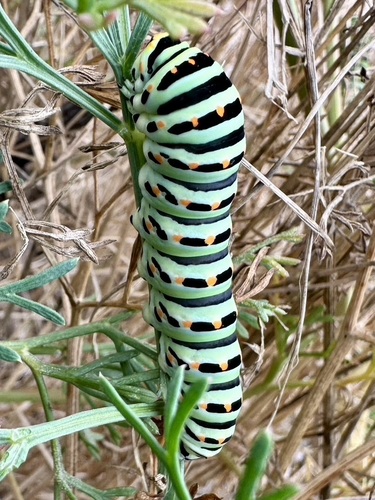 Old World Swallowtail