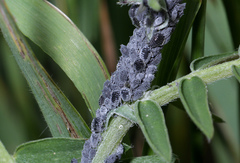 Aphis craccae