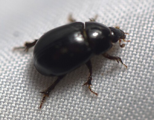 Illiger's Scavenger Scarab