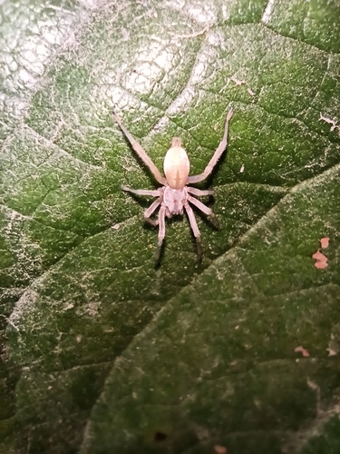 Northern Yellow Sac Spider
