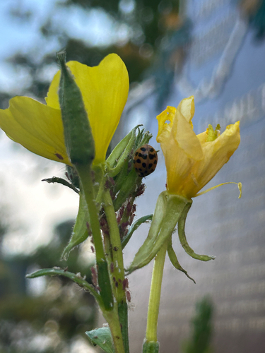 Asian Lady Beetle