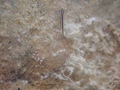 Pleurodelinae