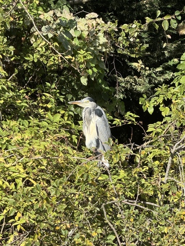 iNaturalist observation photo of Grey Heron