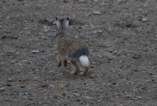 チベットノウサギ