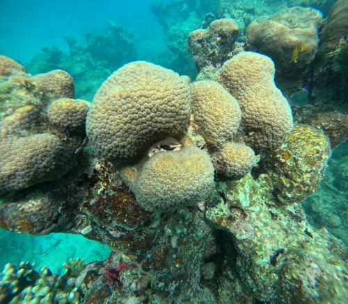 Orbicella annularis observed 2026-10-14