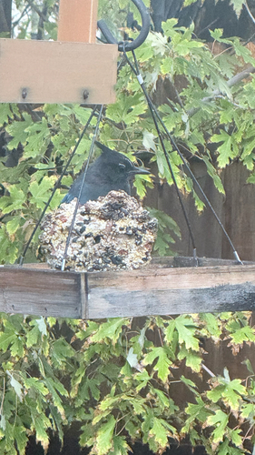 Steller's Jay