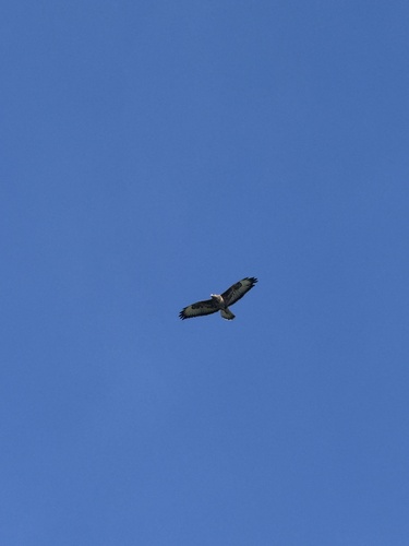 iNaturalist observation photo of Western Common Buzzard