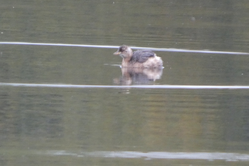 Little Grebe