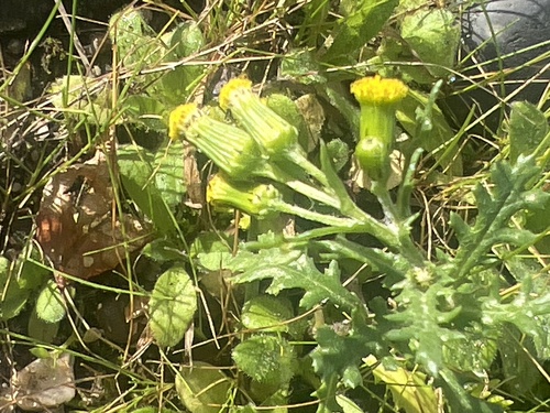 common groundsel