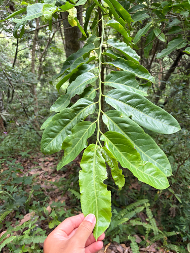 Casearia observed 2026-10-10