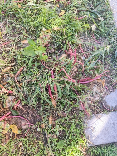 Common Purslane