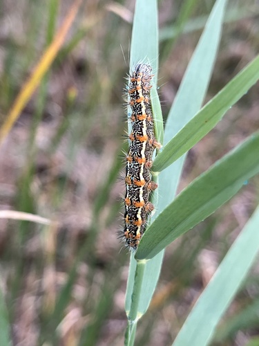 Marsh Dagger