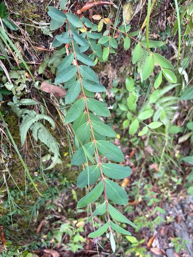 Hypericum geminiflorum observed 2026-10-10
