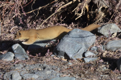 Mountain Weasel