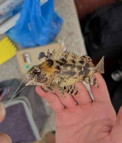 Centrogenys vaigiensis observed 2026-10-14
