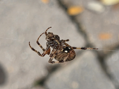 Spotted Orbweaver