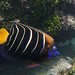 Goldtail Angelfish - Photo (c) Dawn Goebbels, some rights reserved (CC BY-NC), uploaded by Dawn Goebbels