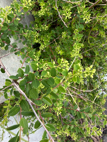 Berchemia lineata observed 2026-10-11