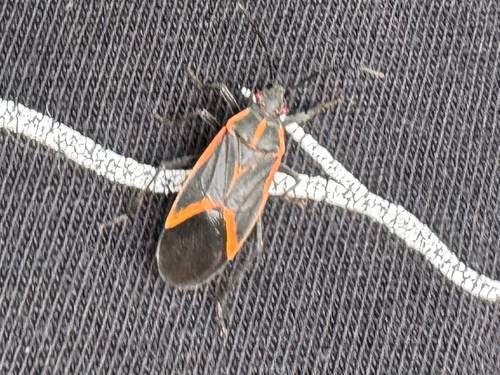 Eastern Boxelder Bug