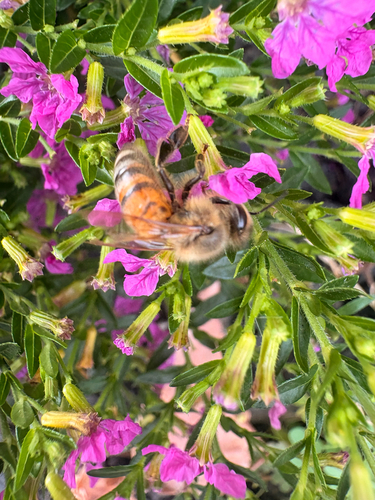 Western Honey Bee