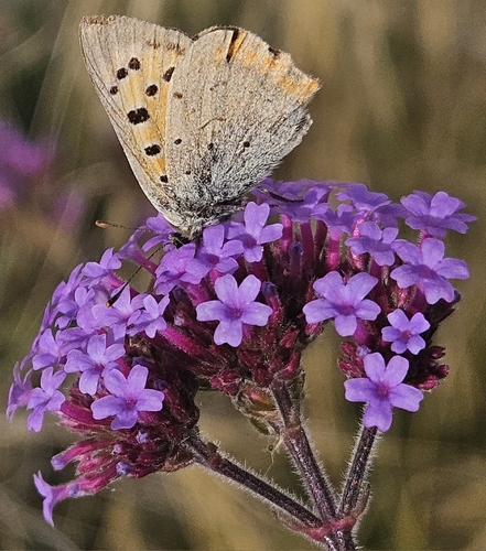 Small Copper