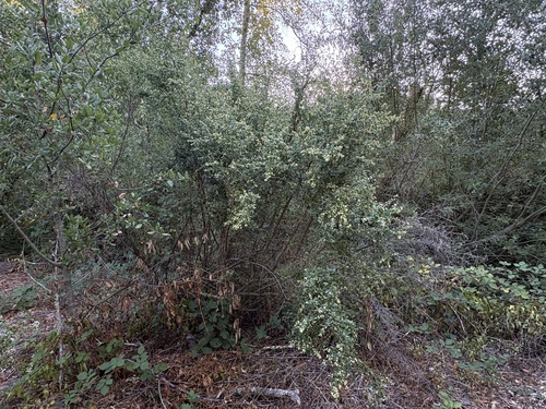 Coyote Brush seen in Sonoma Valley