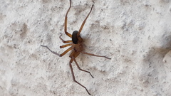 Filistata insidiatrix