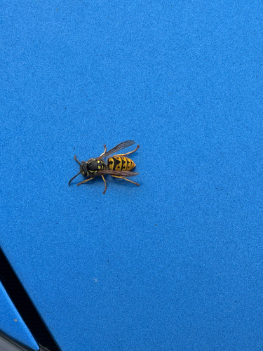 German Yellowjacket