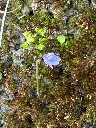 Utricularia heterosepala observed 2026-10-11