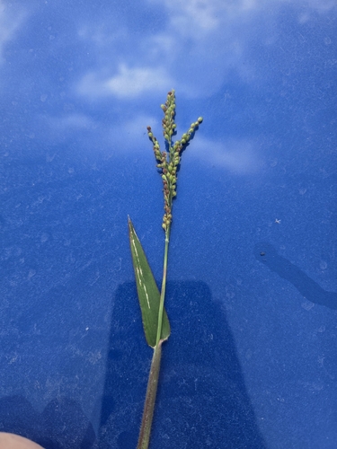 Urochloa fusca observed 2026-10-14