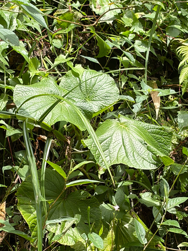 Piper umbellatum observed 2026-10-11
