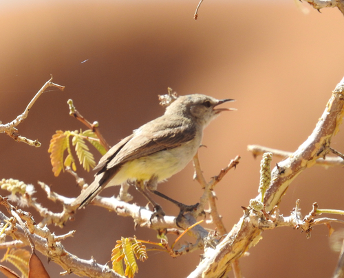 iNaturalist image